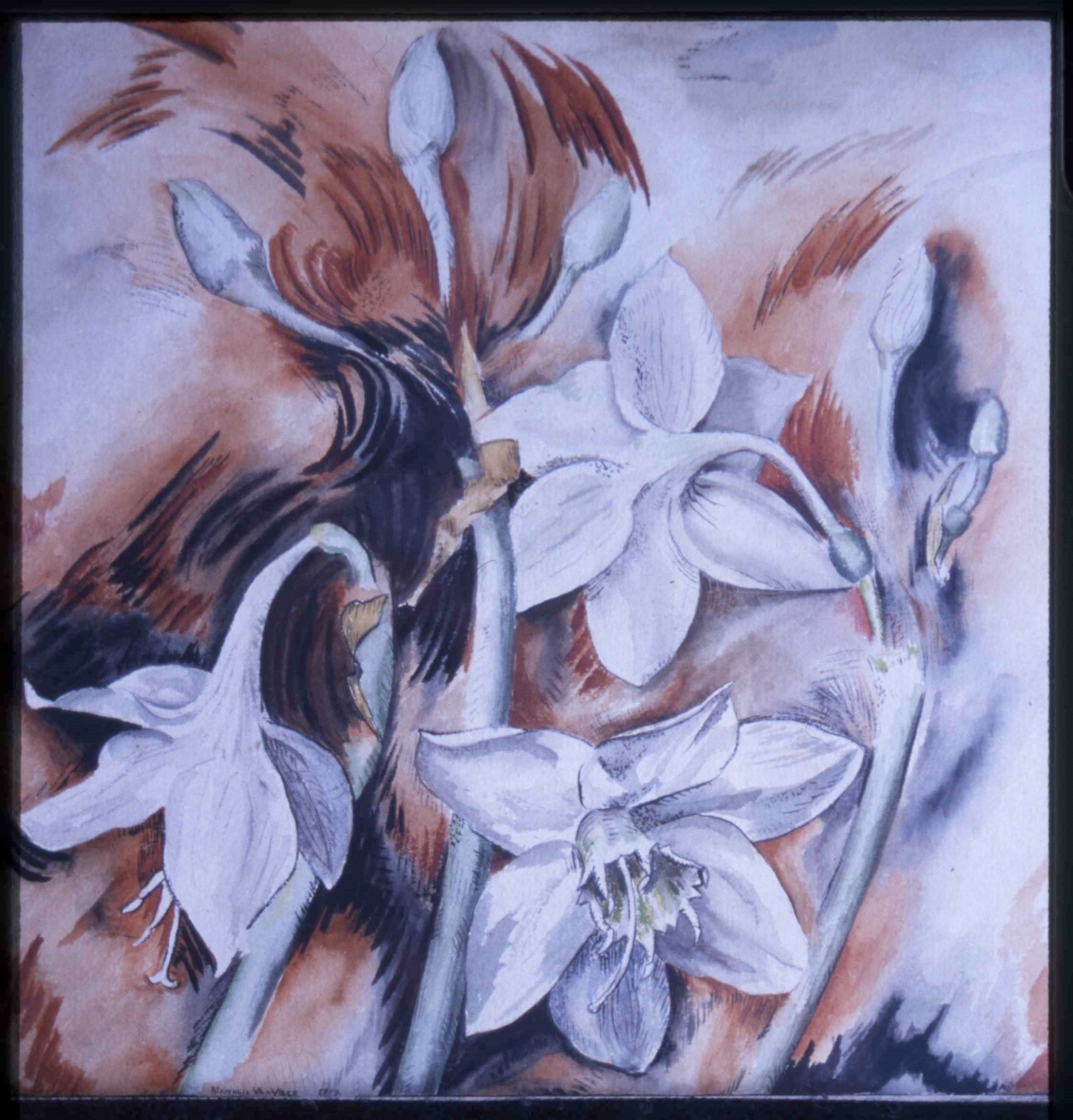 Lilies, Amazonian. Gouache, 9 x 9-1/8, s, 1929.           