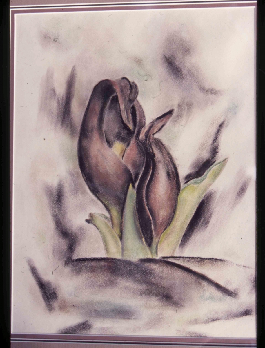 Skunk Cabbage, Woodbury. Pastel?,  23-7/8 x 14, slr, 1927          