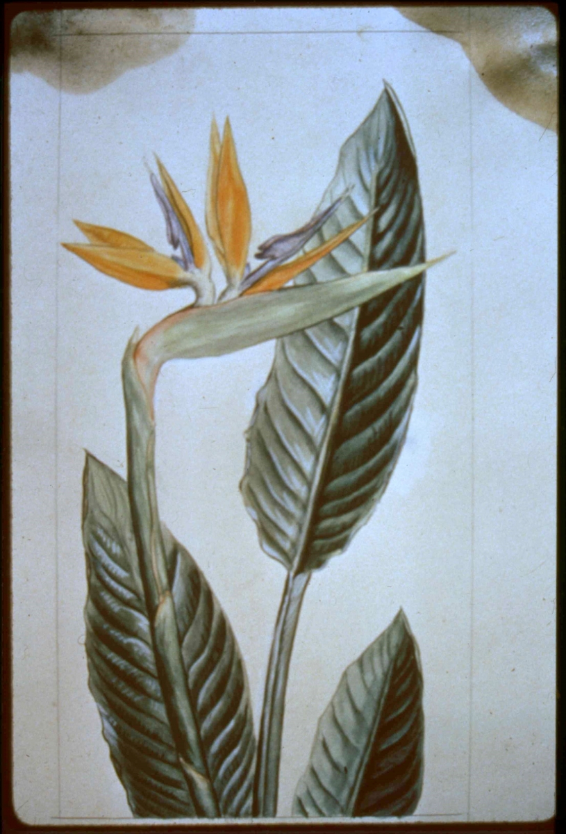 Bird of Paradise. Gouache 15 ¼  x 8, or 15-5/8 x 8.          