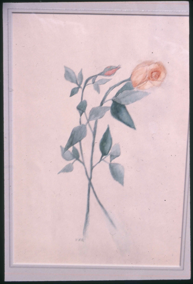 Two Roses          