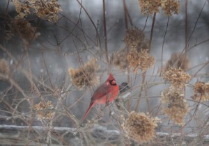 Cardinal by: Lisa Nelson